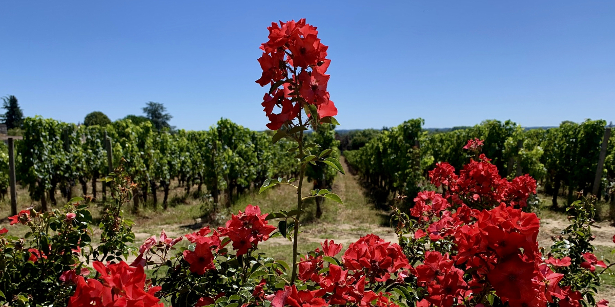 A Couple’s Guide to the Scenic Wine Country of Bordeaux